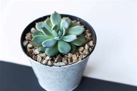 Meet Echeveria Flower: Features, Varieties, And Care Guide