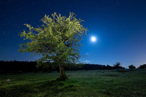 Wallpaper : sunlight, landscape, forest, night, nature, grass, branch ...