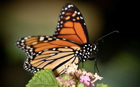 Meet the Butterflies Arriving to Garden This Fall | Desert Botanical Garden