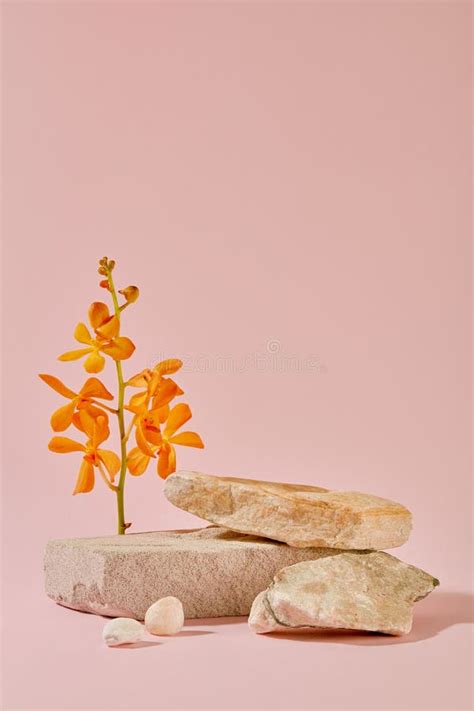 An Orange Flower Branch and Stone Platforms Stand Out Against a Pastel Pink Background. Ideal ...