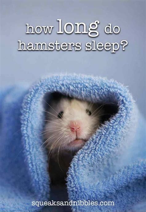 Hamster Sleep Guide - How Long Do Hamsters Sleep For?