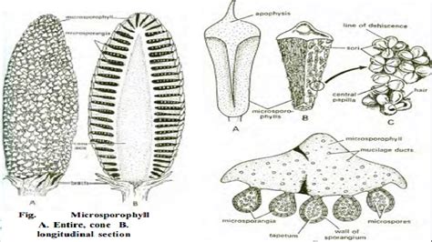 Cycas - Reproduction