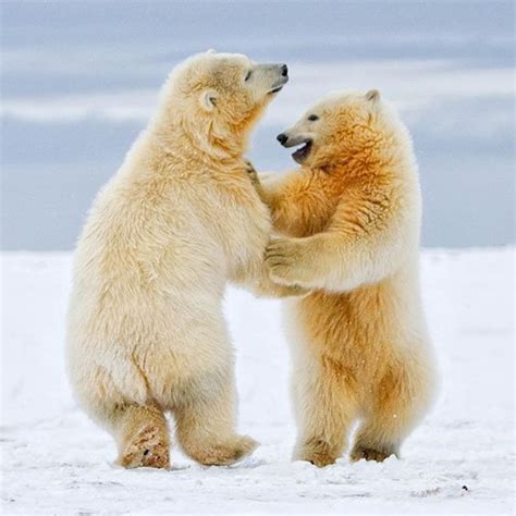 40 All Time Funny Pictures of Dancing Animals