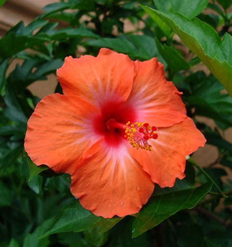 Asisbiz Hibiscus Mindoro Oriental Island Philippines 09