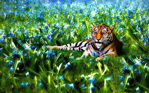 nature, Flowers, Animals, Tigers, Wildlife Wallpapers HD / Desktop and Mobile Backgrounds