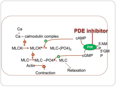 Phosphodiesterase inhibitors