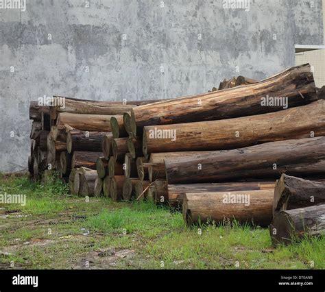 Pile of Timber Logs in wooden plant Stock Photo - Alamy