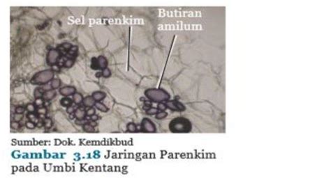 Halaman Unduh untuk file Gambar Jaringan Epidermis Tumbuhan yang ke 38