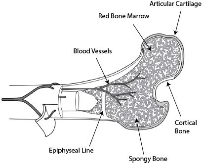 Epiphysis | Definition, Types & Function - Video & Lesson Transcript | Study.com