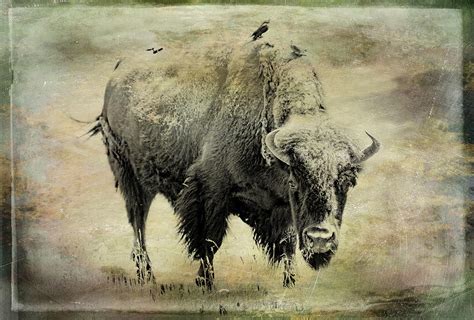 Tatanka American Bison Photograph by Athena Mckinzie - Fine Art America