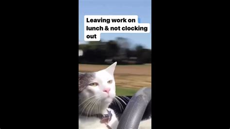 Cat Driving Car Meme Compilation - YouTube