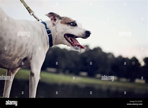 Happy Dog At The Park Stock Photo - Alamy