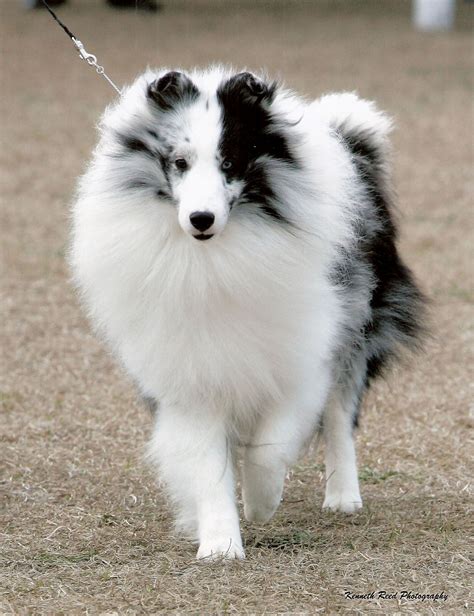 Bi blue Shetland Sheepdog | shetland sheepdog | Pinterest | Shetland ...