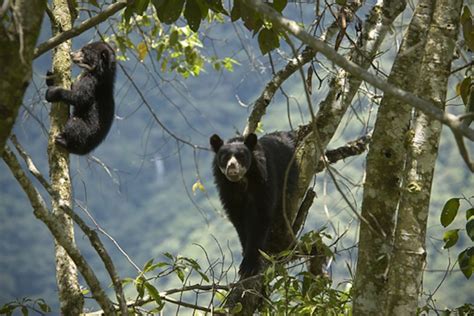 Protecting the Andean Bear| Cleveland Zoological Society | July 15, 2021