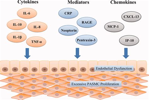 Biomarkers of inflammation in CTEPH. Abbreviation: CTEPH, chronic... | Download Scientific Diagram