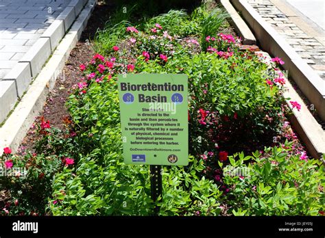 Bioretention Basin for filtering stormwater before it enters harbor, Baltimore, Maryland, USA ...