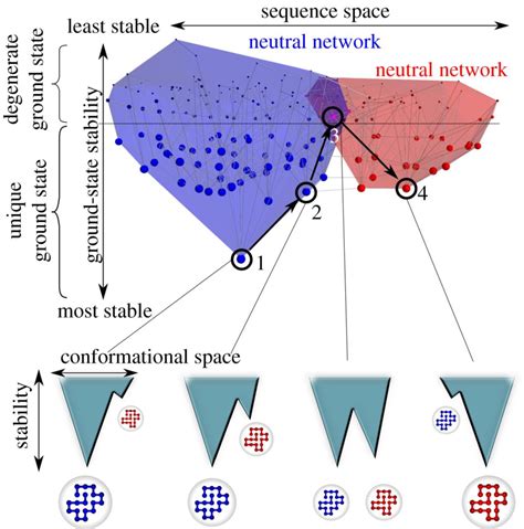 Biophysics of protein evolution and evolutionary protein biophysics | Journal of The Royal ...