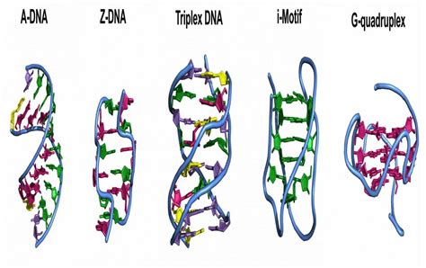 Researchers find a new DNA shape