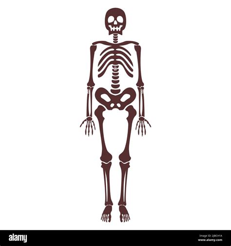 Cartoon brown human skeleton vector isolated object Stock Vector Image & Art - Alamy