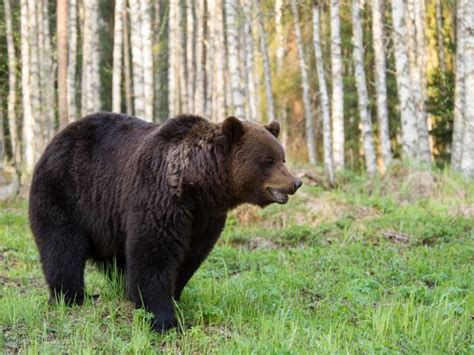 Wild Taiga wildlife holiday in Finland | Responsible Travel