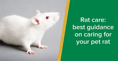 Do Pet Rats Need Hay Rat Pets Care - lagunabeachnotary