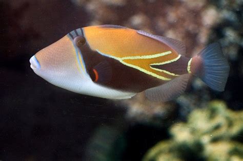 humuhumunukunukuapuaa - Google Search | Fish pet, Fish, Pets