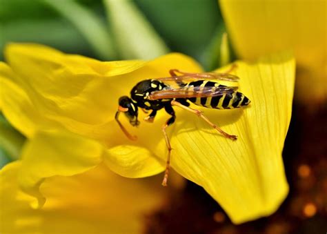 Do Wasps Make Honey? — PlantWorksNYC