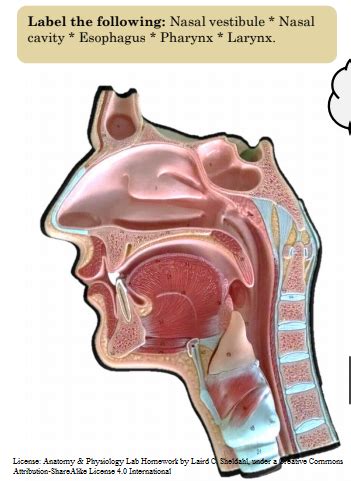 nasal passages diagram Diagram | Quizlet