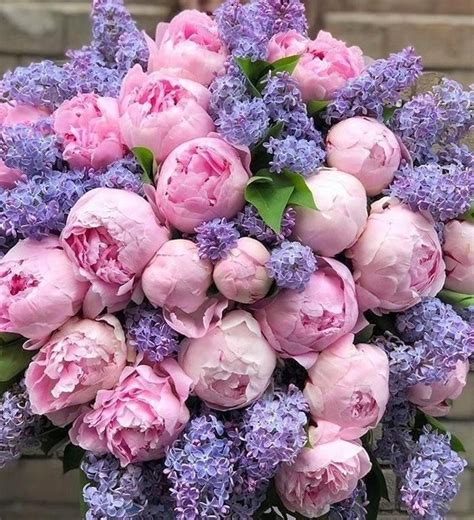 Lilacs & Peonies | Amazing flowers, Beautiful flower arrangements, Beautiful flowers