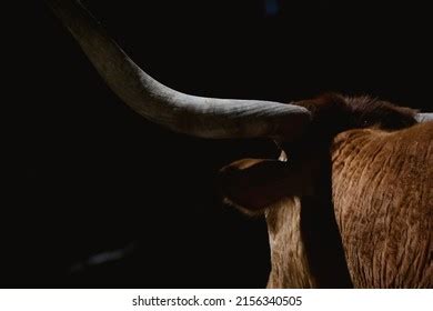 Longhorn Silhouette: Over 244 Royalty-Free Licensable Stock Photos | Shutterstock