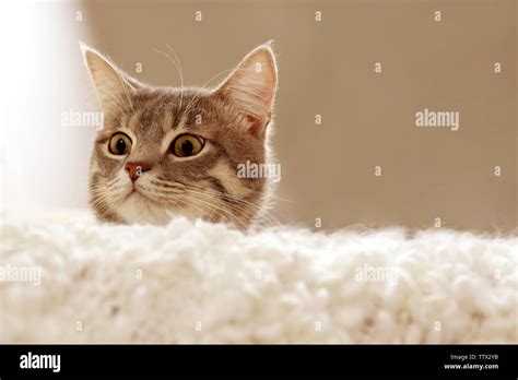 Cute cat on couch Stock Photo - Alamy