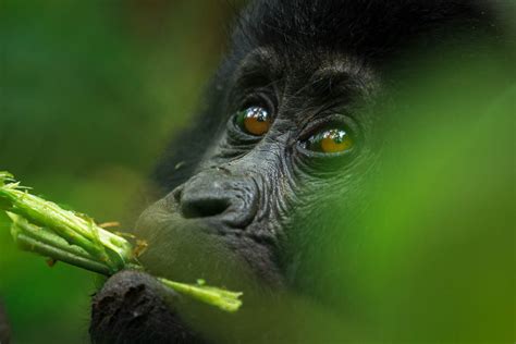 Mountain Gorilla Conservation Tour - Kated