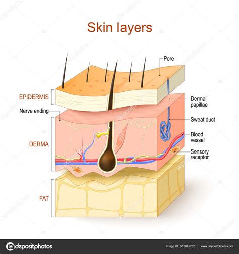 Capas Piel Epidermis Derma Hypodermis Estructura Piel Humana Cabello Receptor Stock Vector by ...