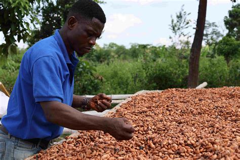 (Hello Africa) Chinese market offers hope for Ghana's cocoa exports ...