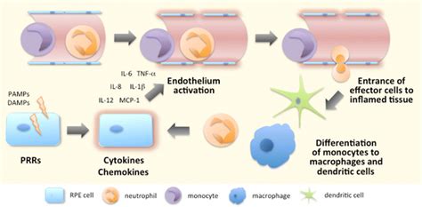 Initiation of the inflammatory response. Recognition of PAMPs and DAMPs ...