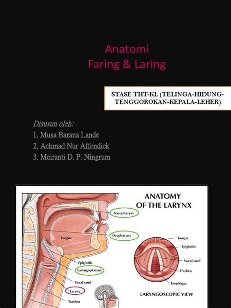 Anatomi Laring Dan Faring | PDF