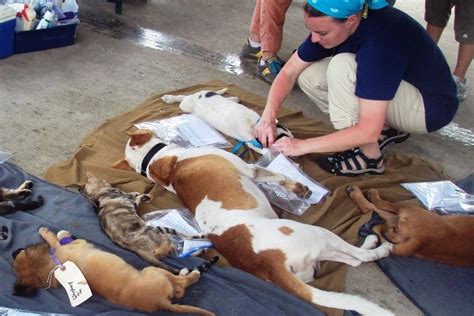 Matt's Samoa Blog: Cadaver Dogs