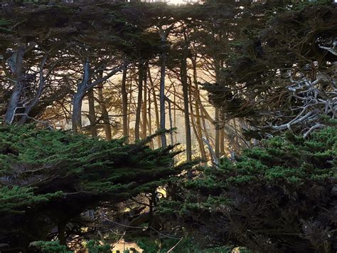 North Shore Trail - Point Lobos Foundation