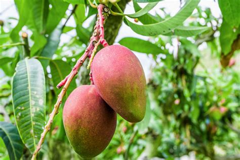 How to Grow Mango Trees