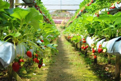 Genting Strawberry Leisure Farm, come enjoy fresh strawberries at this popular tourist ...