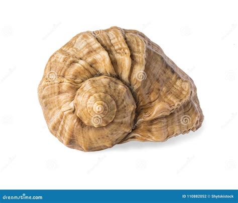 Empty Sea Shell, Isolated on White Background Stock Photo - Image of ...