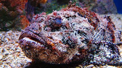 Stonefish: The Most Venomous Fish in the World|Most Venomous Fish in the World Has Stonefish ...