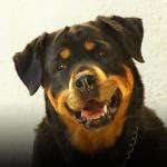 Are Rottweilers Dangerous Dogs?