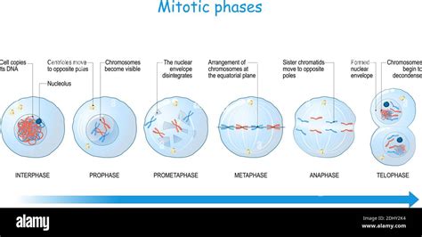 Prometaphase Meiosis