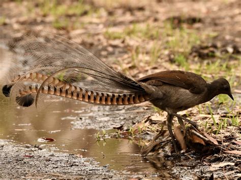 Meet the Lyrebird: The bird impresses with the striking beauty of the ...