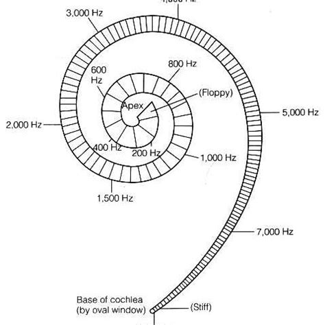 8. Frequency sensitiveness along the basilar membrane 44 . | Download ...