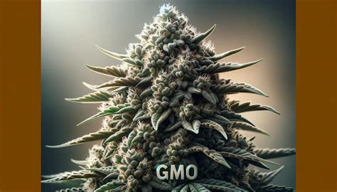 GMO Strain Review: Potent Cannabis Effects & Growing Tips