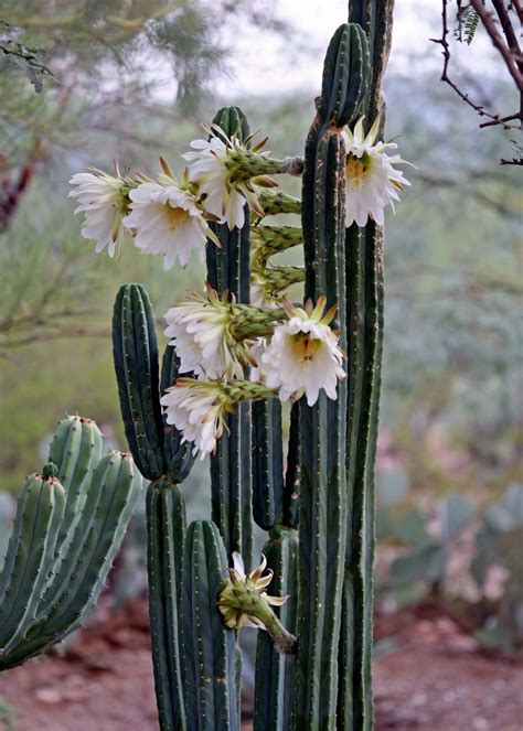 This was previously pinned as "Organ Pipe" cactus. In fact, it is really a San Pedro cactus ...