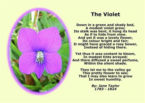 sweet humility ~ Written by Jane Taylor (1783-1824) | Jane taylor, Wild flowers, Violet