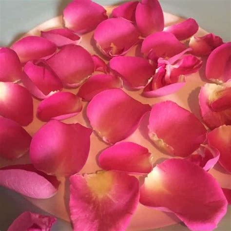 How to dry rose petals (and how not to dry them).... - The Diary of a Frugal Family